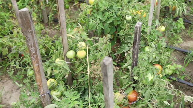 Growing tomatoes in a garden during summer season