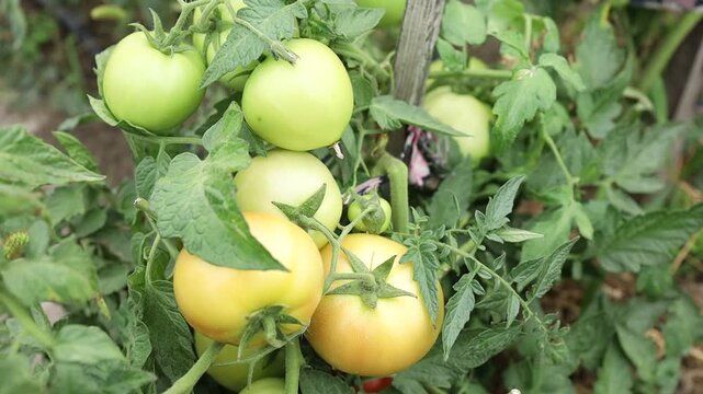 Growing different colored tomatoes on the vine