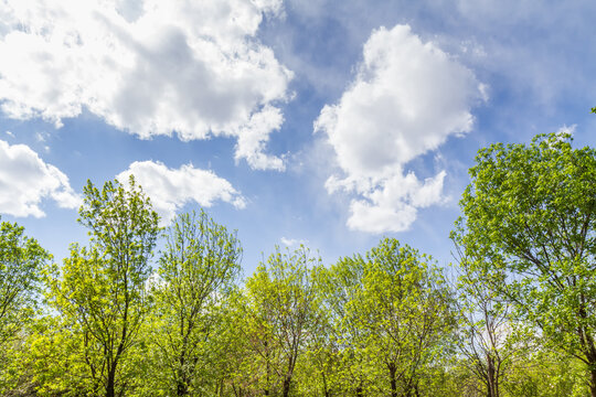 A view of vibrant green treetops under a bright blue sky dotted with fluffy white clouds on a sunny day.