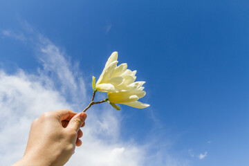A hand holds a pale yellow magnolia flower up against a clear bright blue sky with soft white clouds, capturing a delicate natural scene in daylight. © tai