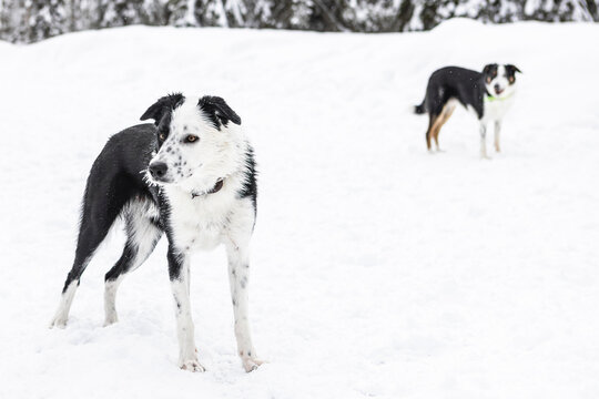 Two Border Collies Standing in a Snowy Field