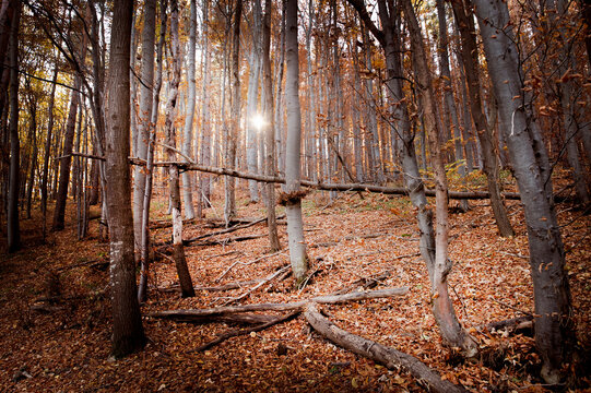 For&ecirc;t d'automne avec des arbres aux tons bruns et dor&eacute;s, un sol jonch&eacute; de feuilles mortes et un soleil bas per&ccedil;ant &agrave; travers le feuillage.