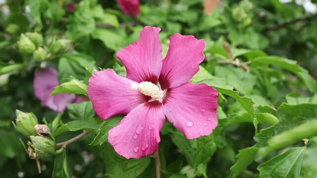 Close look at pink flowers in a garden
