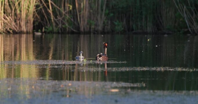 Great crested grebe parent carrying tiny newborn chick on back while older juvenile chick swims alongside in golden hour sunset light on calm lake slow motion