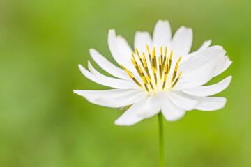A close-up macro shot of a single white wild flower, showcasing its bright yellow stamens against a blurred green natural background. © tai