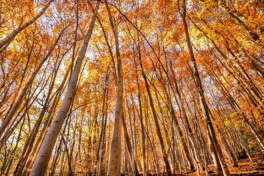 Vue en contre-plong&eacute;e d'une for&ecirc;t aux couleurs d'automne, avec des troncs d'arbres &eacute;lanc&eacute;s et un feuillage aux tons orang&eacute;s et dor&eacute;s