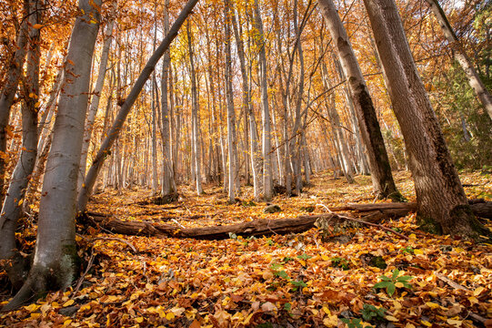 For&ecirc;t de feuillus aux couleurs d'automne, avec des arbres aux troncs gris et un sol tapiss&eacute; de feuilles orang&eacute;es et brunes