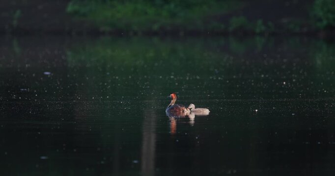 Great crested grebe parent carrying tiny newborn chick on back while older juvenile chick swims alongside in golden hour sunset light on calm lake slow motion