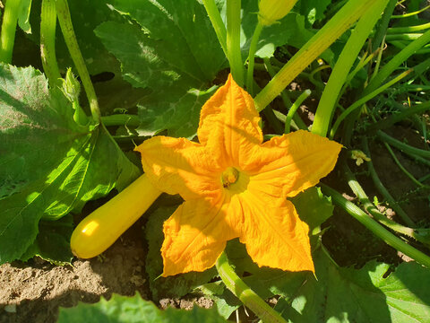 Bright yellow zucchini flower blooming in garden with young squash growing among green leaves in sunny day