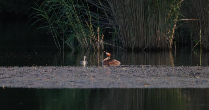 Great crested grebe parent carrying tiny newborn chick on back while older juvenile chick swims alongside in golden hour sunset light on calm lake slow motion