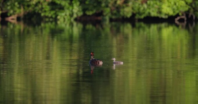 Great crested grebe parent carrying tiny newborn chick on back while older juvenile chick swims alongside in golden hour sunset light on calm lake slow motion