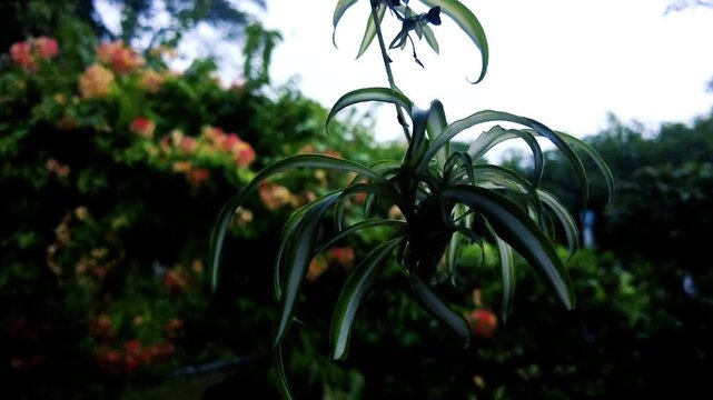 Hanging spider plant offsetting plantlet in garden with blurred orange flowers
