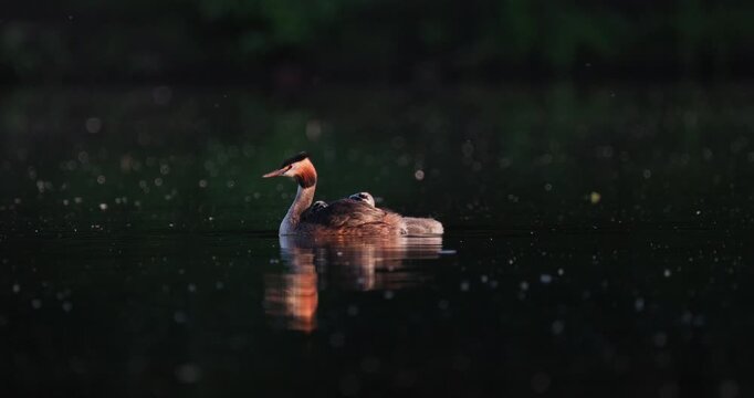 Great crested grebe parent carrying tiny newborn chick on back while older juvenile chick swims alongside in golden hour sunset light on calm lake slow motion