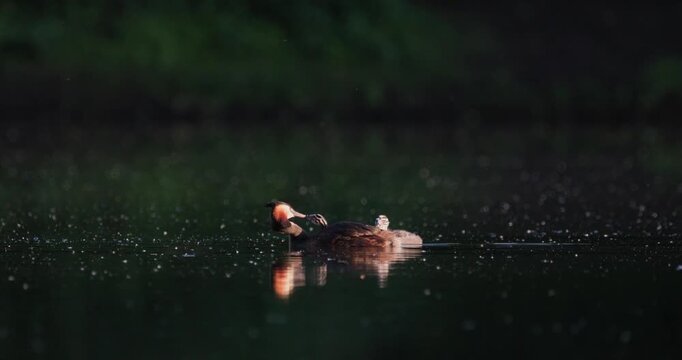 Great crested grebe parent interacting with tiny newborn chick riding on back while older juvenile chick swims alongside on calm lake with floating fluff in golden hour sunset light slow motion