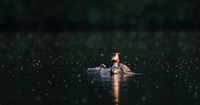 Great crested grebe family with  tiny newborn chick, and older juvenile swimming together on calm lake with floating fluff in golden hour sunset light slow motion