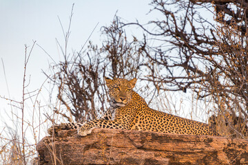 Majestic African Leopard Resting on Rocks in the Savanna © Thomas