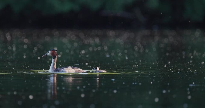 Great crested grebe mother swimming with tiny chick and older juvenile while father resurfaces from water in background on calm lake with floating fluff in golden hour sunset light slow motion