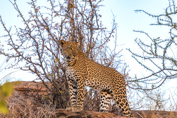 Majestic African Leopard Resting on Rocks in the Savanna © Thomas