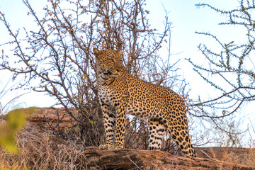 Majestic African Leopard Resting on Rocks in the Savanna © Thomas