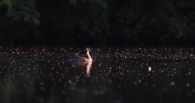 Great crested grebe parent holding fish in beak teasing and training chicks before feeding on calm lake with floating fluff in golden hour sunset light slow motion