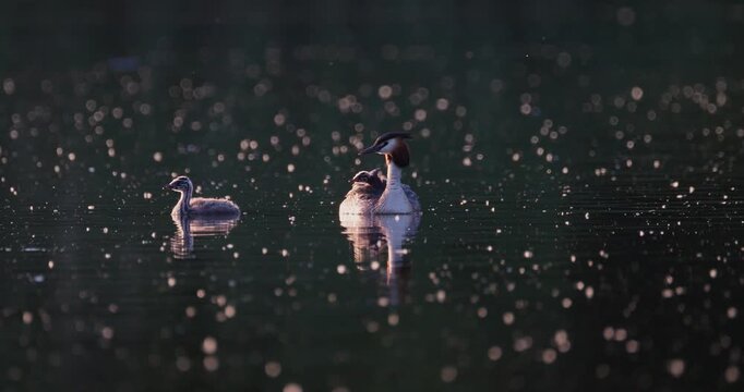 Great crested grebe tiny chick and older juvenile swimming towards parent on calm lake in golden hour sunset light slow motion