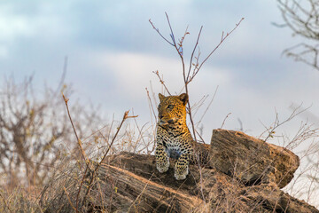 Majestic African Leopard Resting on Rocks in the Savanna © Thomas