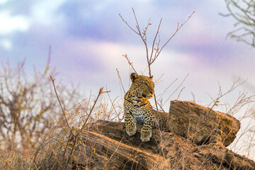 Majestic African Leopard Resting on Rocks in the Savanna © Thomas
