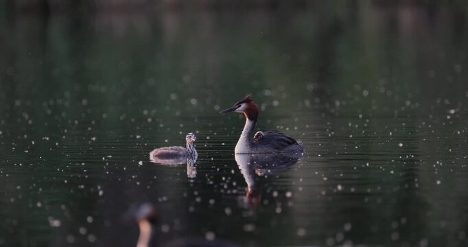 Great crested grebe parent carrying tiny newborn chick on back while older juvenile chick swims alongside in golden hour sunset light on calm lake slow motion