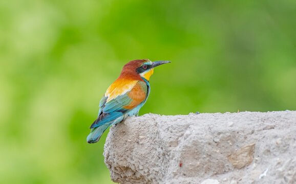 Close-up profile portrait of a vibrant European Bee-eater (Merops apiaster) bird perched on the edge of a ruined mudbrick wall with a soft blurred green background.
