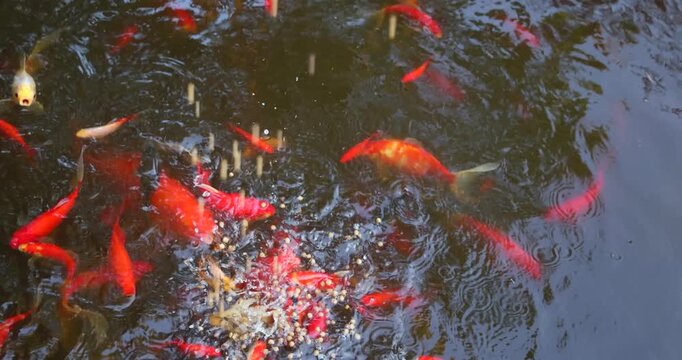 Colorful Japanese koi carp, including red, white and patterned ornamental fish, viewed from above feeding in a garden pond, slow motion. Decorative fish kept as pets in a tranquil outdoor water garden