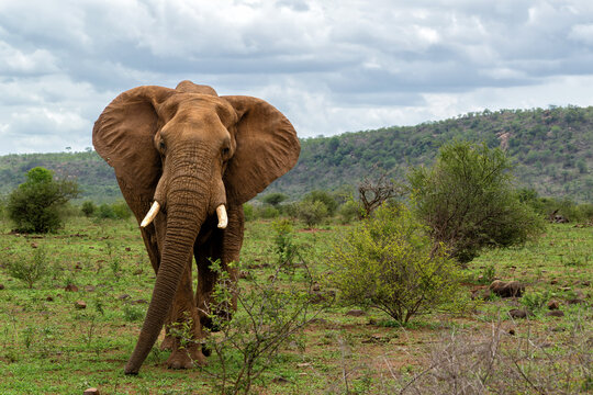 Elephant bull searching for food and water in the Kruger National Park in South Africa