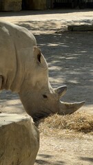 rhino in the zoo © liisanaris