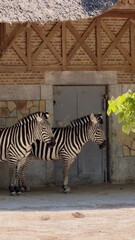 zebras in zoo © liisanaris