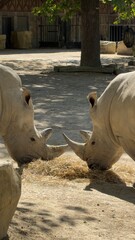rhino in the zoo © liisanaris