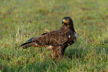Fototapeta premium tawny eagle (Aquila rapax) arrives shortly after a hyena killed a Thompson's gazelle in the Masai Mara National Reserve in Kenya