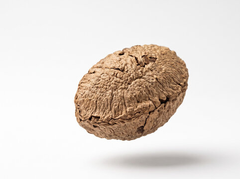Whole dried nutmeg seed spice isolated on white background