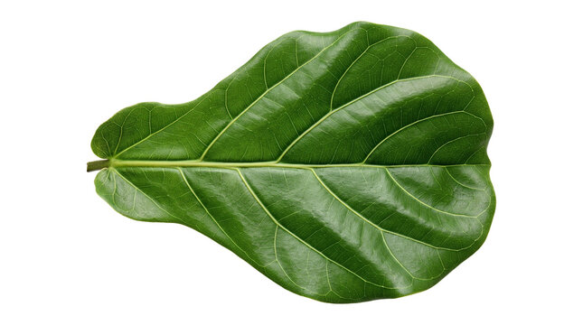 Single Green Fiddle Leaf Fig Plant Isolated on White Background.