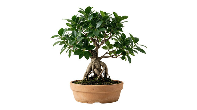 Small bonsai tree planted in ceramic pot isolated.