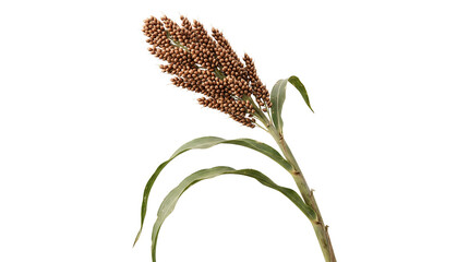 Obraz premium sorghum plant grain crop agriculture nature stem green leaf seed cereal farm botany harvest organic food healthy ingredient plant stalk macro flora closeup field ripe brown spikelet stalk.