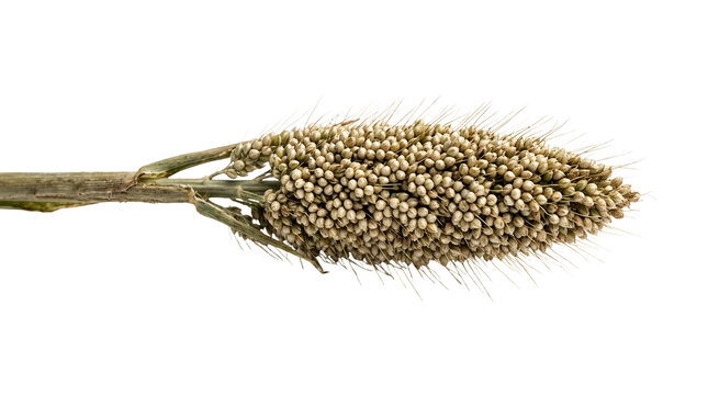 sorghum grain millet seed cereal harvest plant agriculture crop food organic nature.