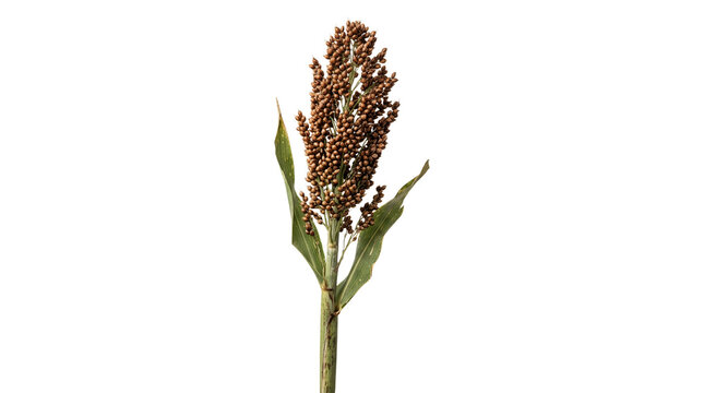 sorghum plant grain crop seed agriculture harvest.