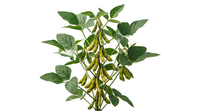 Soybean plant with green pods and leaves isolated on white background.