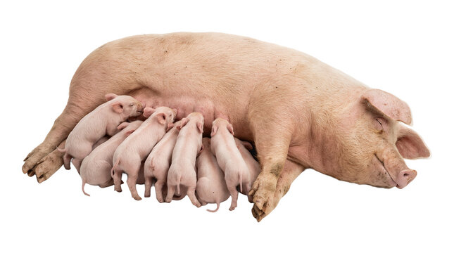 Sow feeding her cute little piglets on a farm.