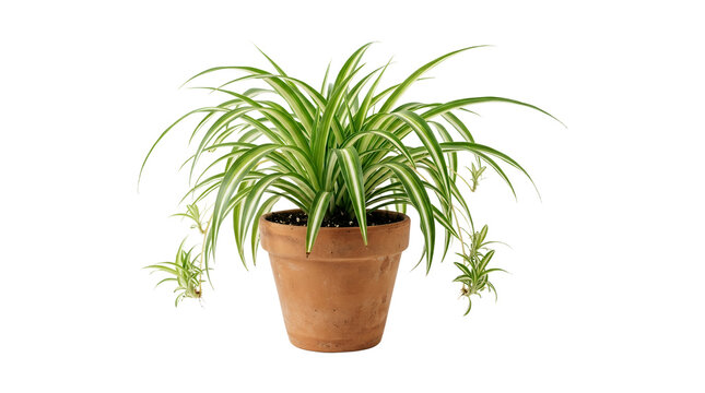 Spider plant in terracotta pot indoor houseplant.
