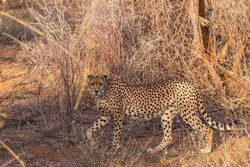 Wild Cheetah in the Warm Sunset Glow of the Savanna, Kenya © Thomas