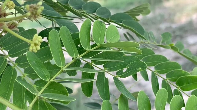 Fresh Green Tamarind Leaves (Tamarindus Indica) Close-up | Natural Botany Pattern Stock Photo