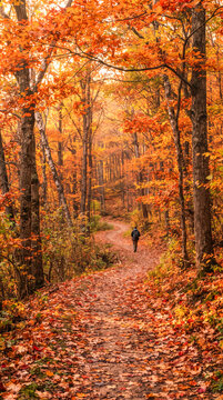 Camino cubierto de hojas secas que serpentea por un bosque resplandeciente en tonos naranja, amarillo y rojo durante el oto&ntilde;o.