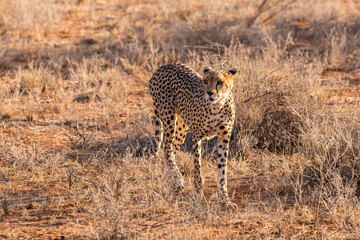 Wild Cheetah in the Warm Sunset Glow of the Savanna, Kenya © Thomas