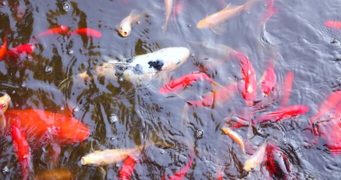 Japanese koi carp, red, white and patterned ornamental fish swimming in a garden pond, close-up top view, decorative pet fish, tranquil water garden, slow motion