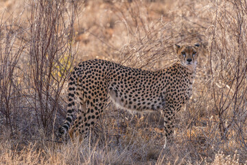 Wild Cheetah in the Warm Sunset Glow of the Savanna, Kenya © Thomas